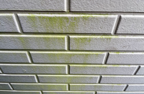 カビ・コケの発生